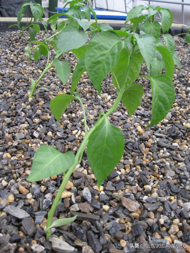 水培植物怎么做到和土培一样好,水培的植物怎么转为土培
