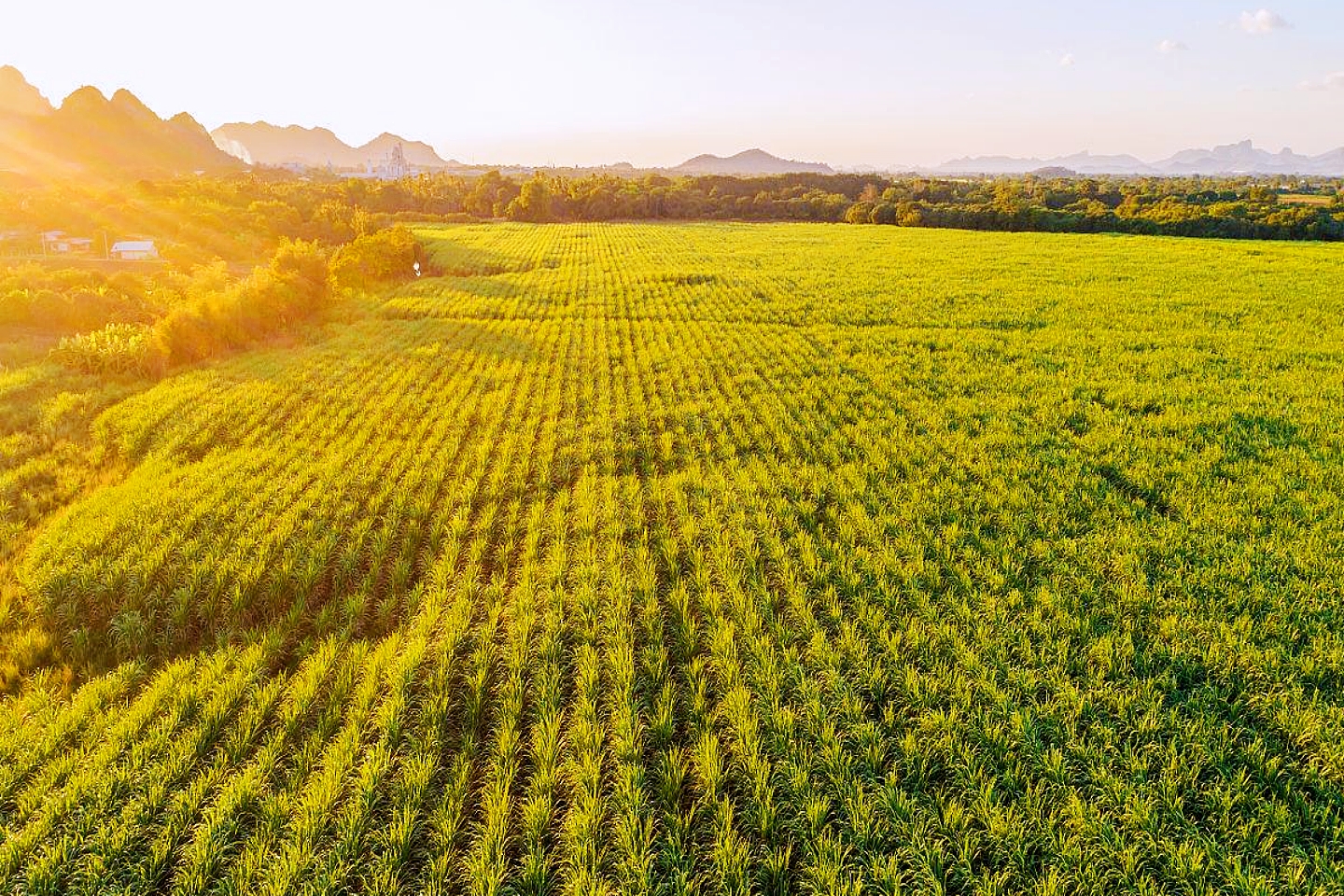 三雄争地，广西甘蔗、水果、桉树，谁是赢家？