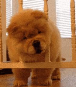 松狮犬是大型犬吗,松狮犬宠物百科