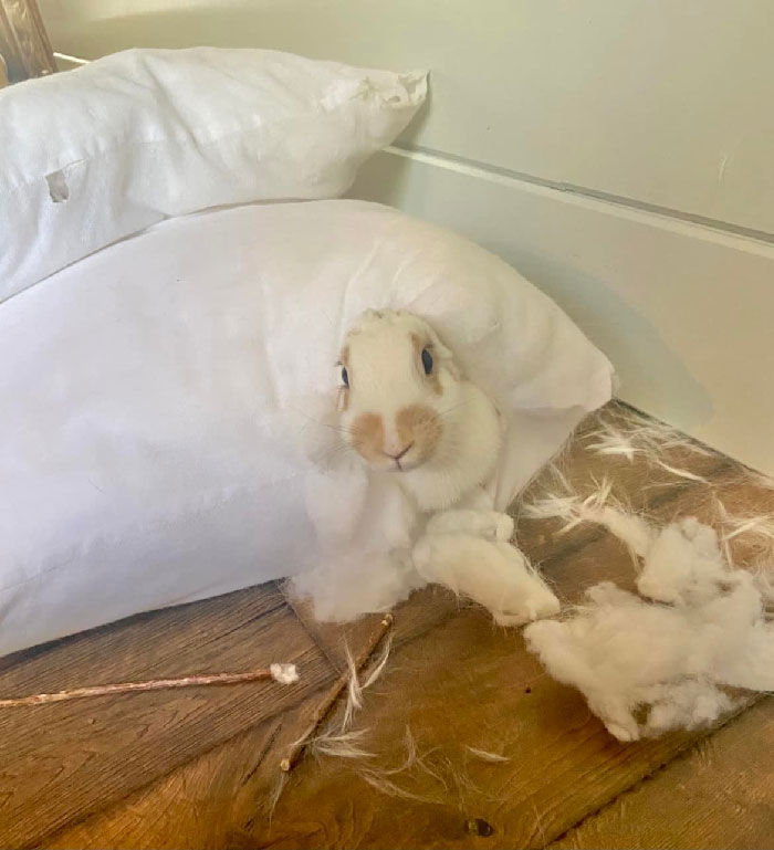 兔兔超可爱的真人照片,兔兔超可爱露脸照片