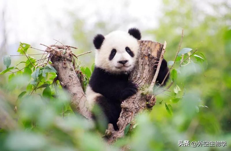 野生小熊猫的生活视频,大熊猫竹林真实图片