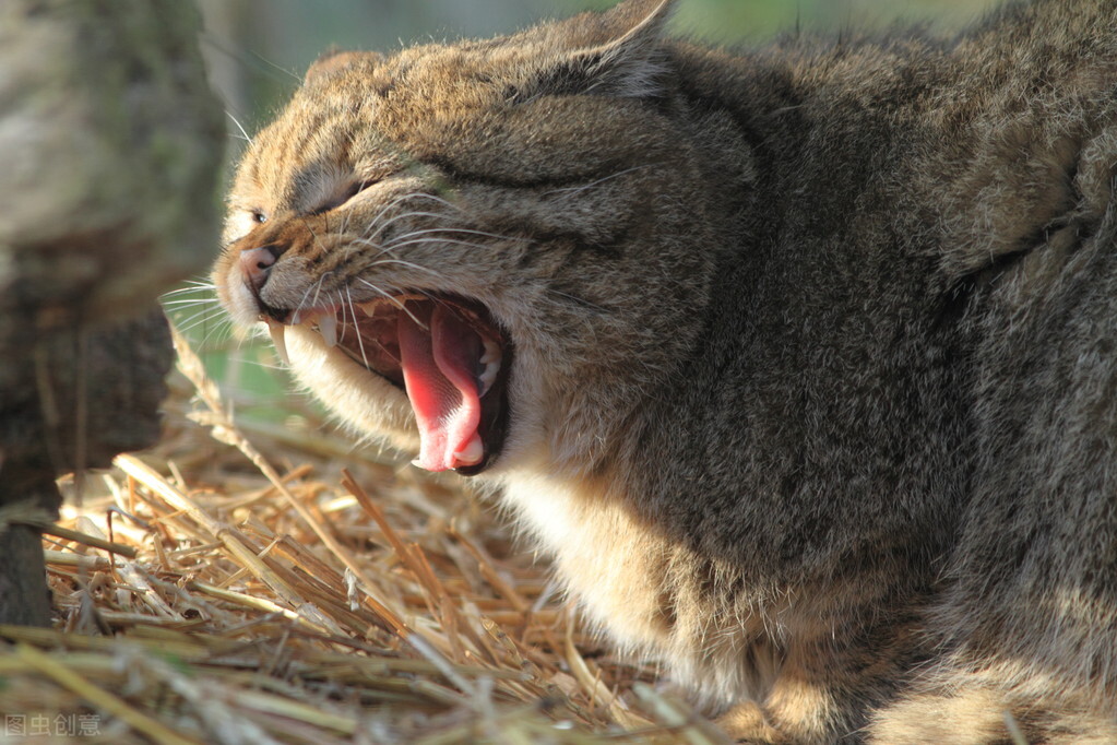 为什么母猫在交配后会满地打滚，甚至转身攻击雄性？