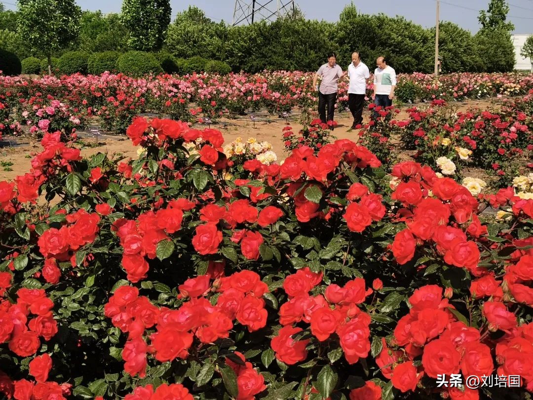 市花月季公园,市花月季