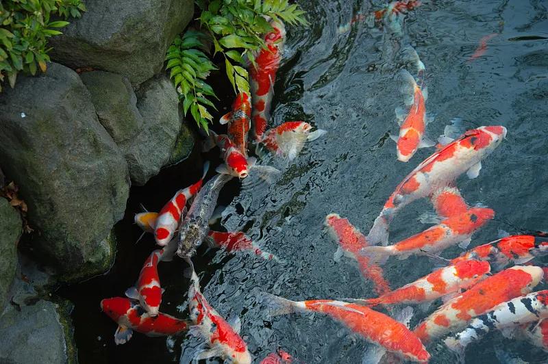 最好养的观赏鱼冷水鱼有哪些中型,冷水鱼有哪些观赏鱼比较好看