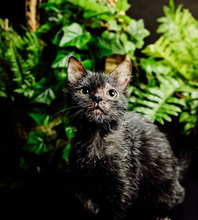 狼人猫长啥样,狼人猫长什么样子