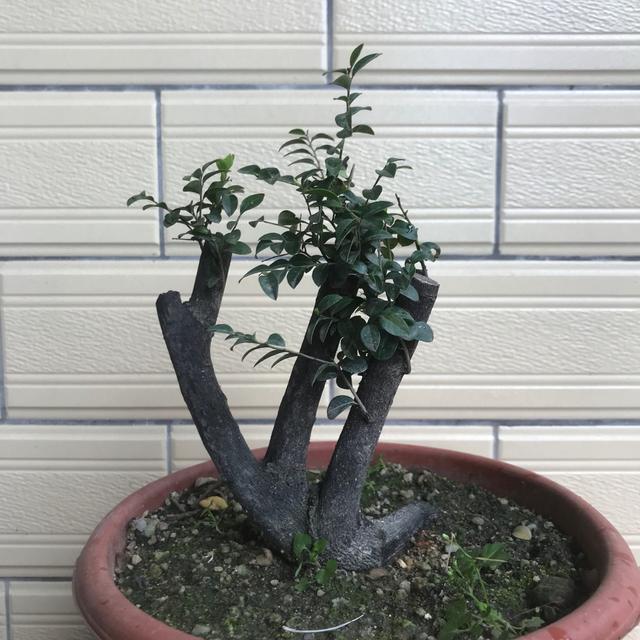 冬天小叶紫檀盆景如何养护,小叶紫檀不怕暴晒