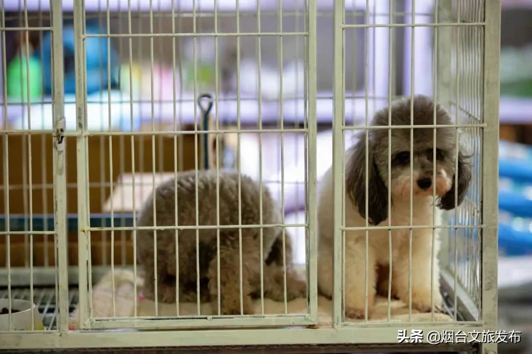 烟台祥和花鸟市场,烟台花鸟市场