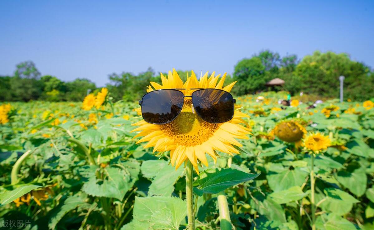 夏季高温，如何科学用眼？