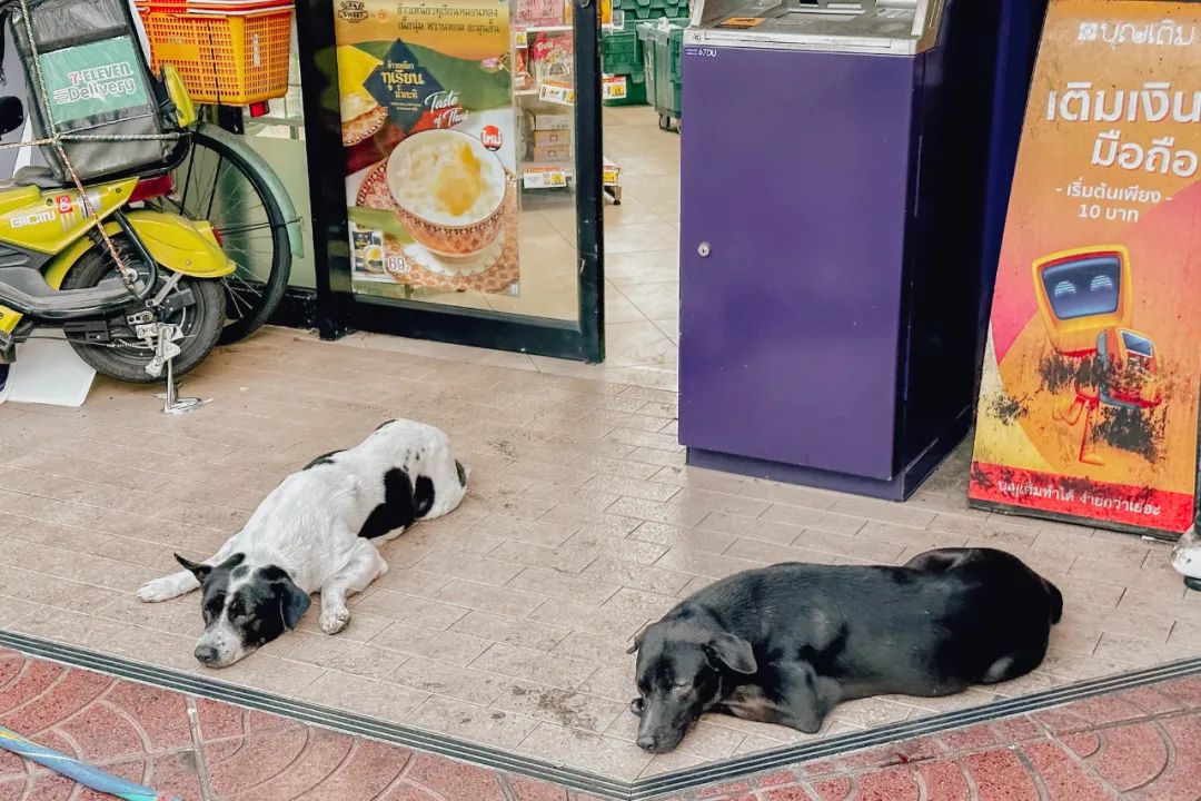 鍘绘嘲鍥芥浖璋峰拰鑺彁闆呯殑鏀荤暐,鍘绘嘲鍥界帺杞浖璋疯姯鎻愰泤
