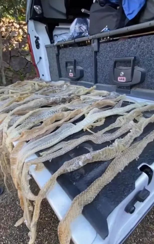 村民家里发现眼镜蛇蛇窝,澳洲家里发现蛇