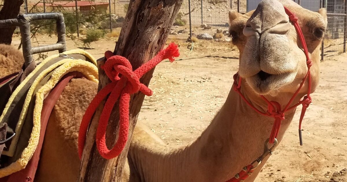 冬季发情的骆驼为什么会口吐白沫,为什么骆驼发情会口吐白沫