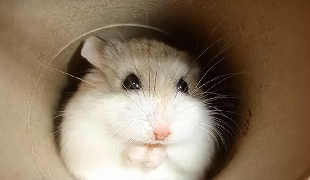 纯新手如何玩lol,纯新手如何玩剑3手游