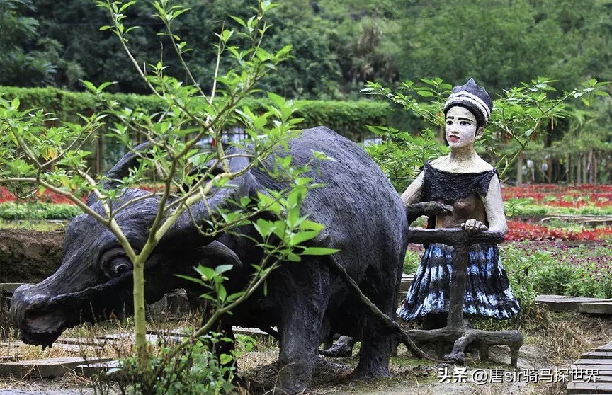 骞胯タ鍐滄潙鑿囧,骞胯タ璐靛窞浜ょ晫鐨勮弴绫绘潙