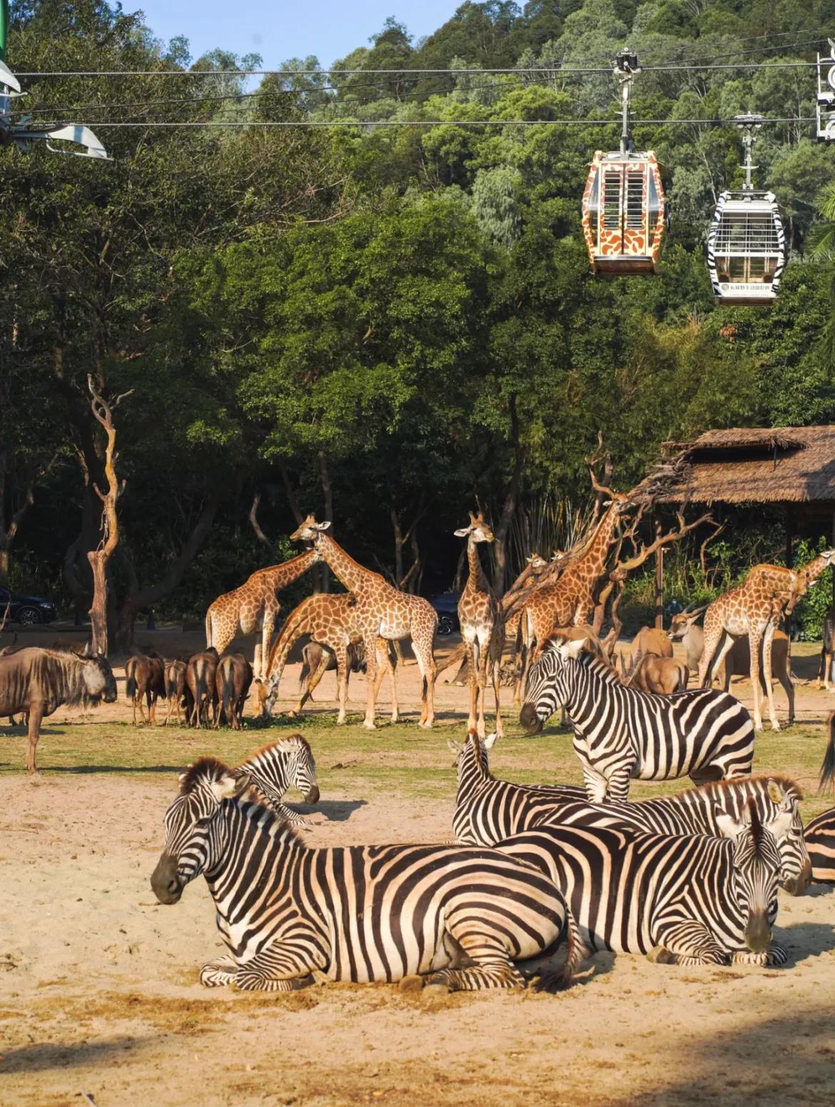 广州长隆和珠海长隆哪个值得去,广州长隆和珠海长隆的区别是什么