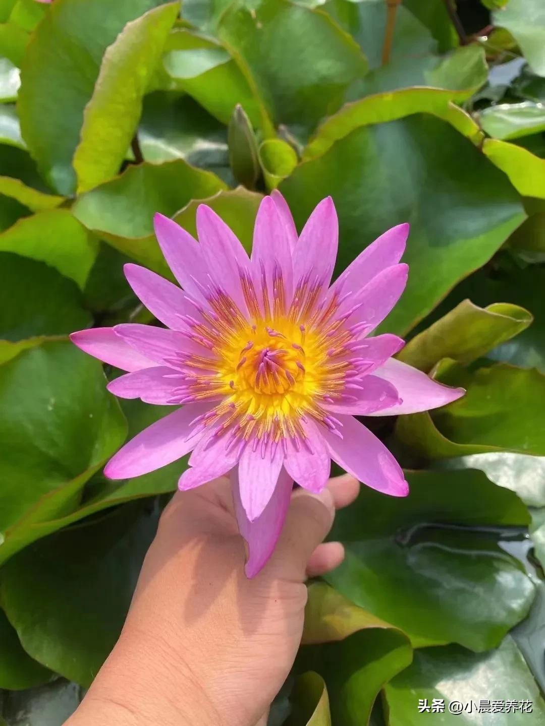 荷花睡莲常用于园林水景布置,小型睡莲的养殖方法和技术视频