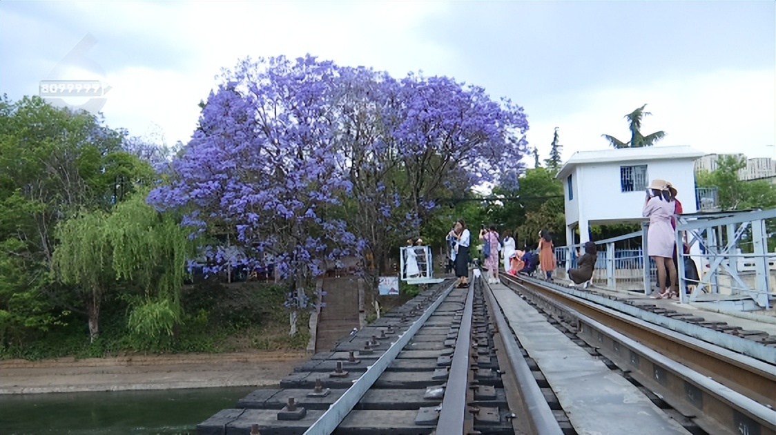 蓝花楹打卡拍照姿势,昆明蓝花楹拍照攻略