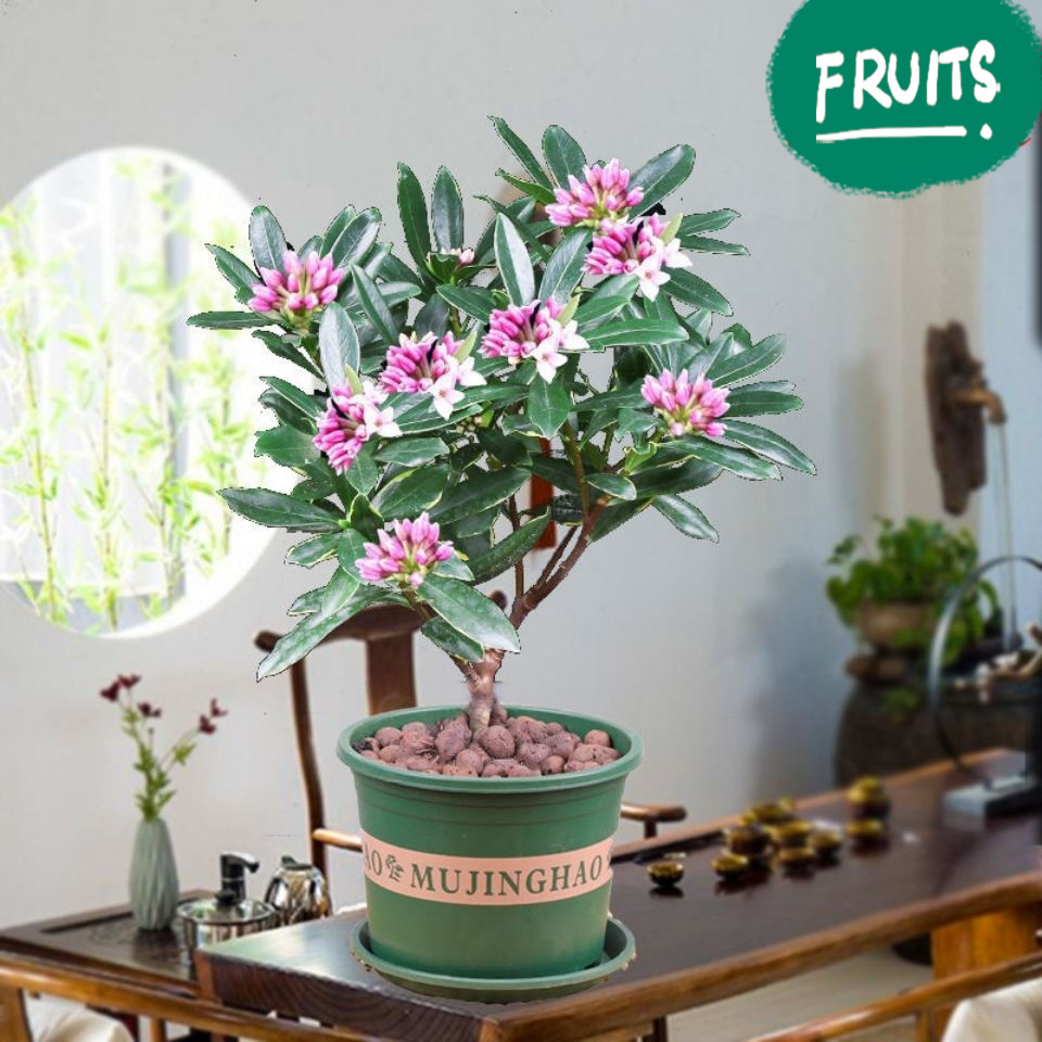 4种花适合新手养漂亮好养,20种坑人的花