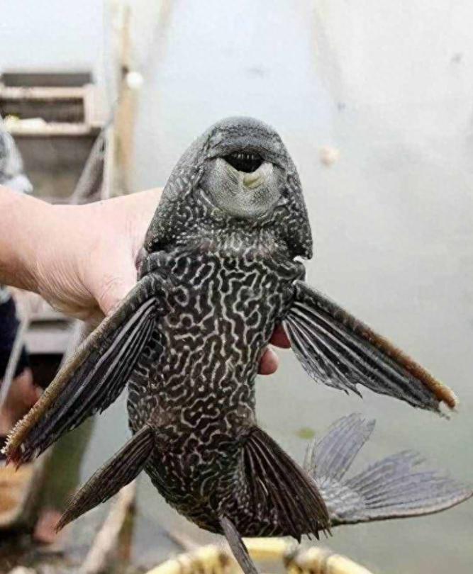 探索大自然鱼类,探索未知生物钓鱼