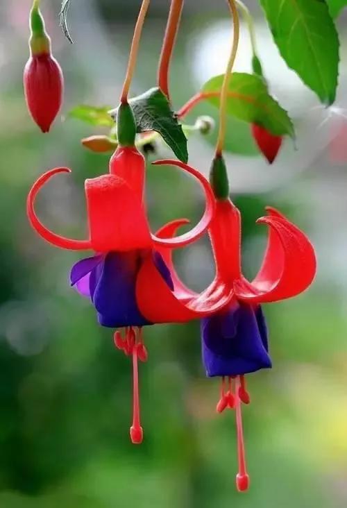 美丽的花倒挂金钟,美丽的倒挂金钟花图片