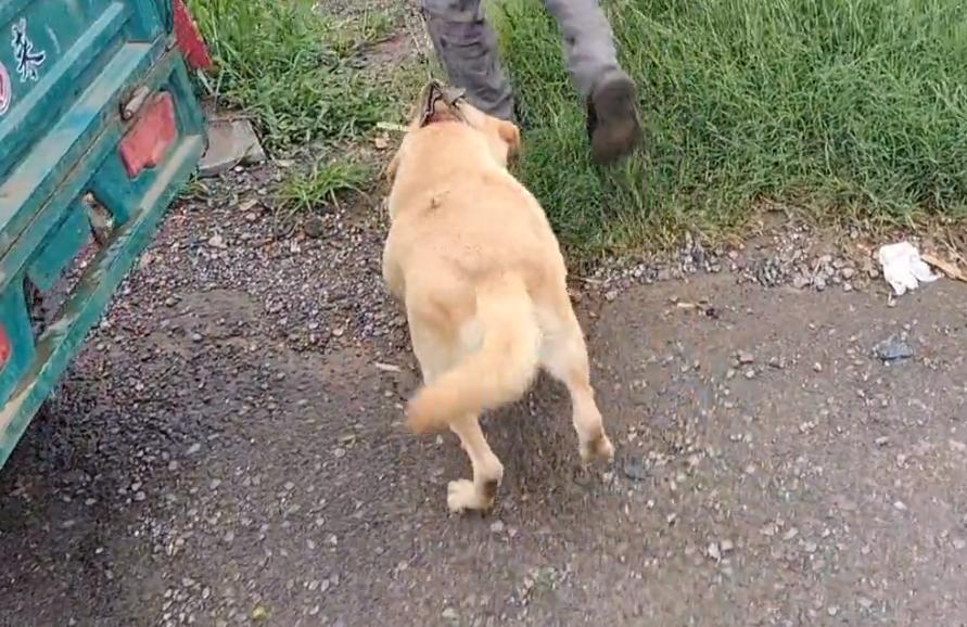 拉布拉多未咬人已被主人领回,拉布拉多因为吃得多被主人卖掉