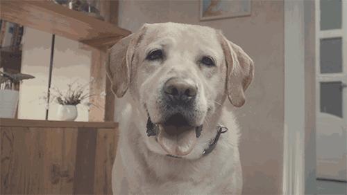 哪种狗最好养又省钱又可爱,推荐三款比较好养的狗