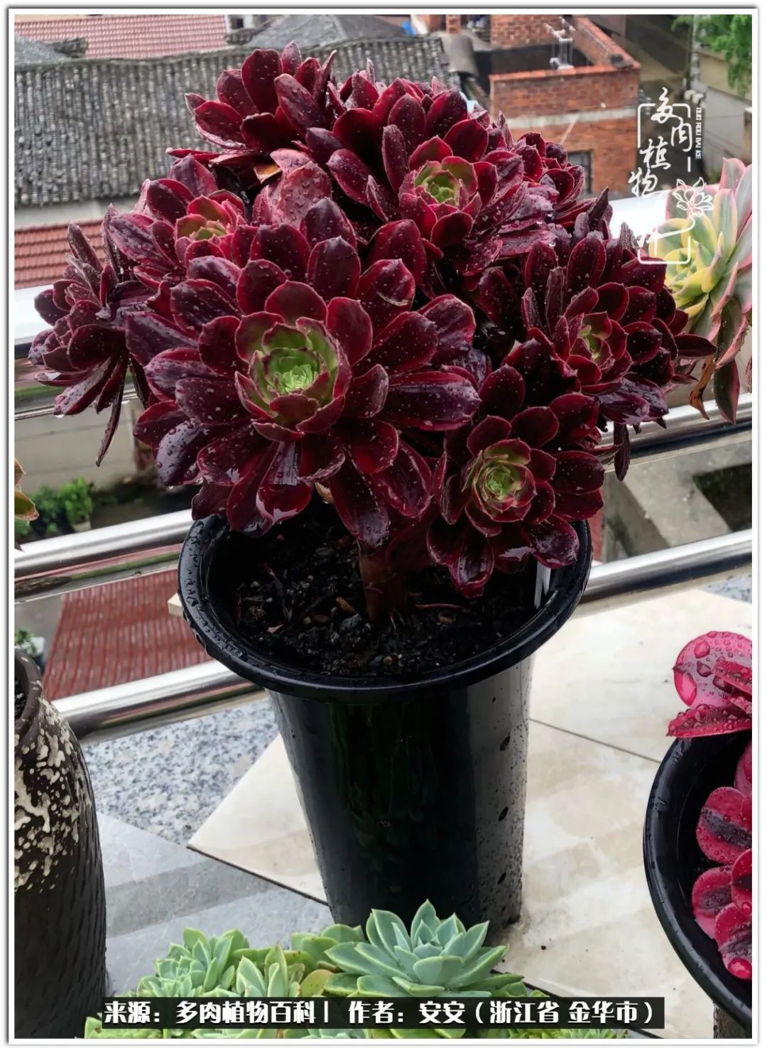 多肉法师花卉品种大全,多肉法师为什么叫法师