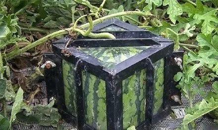 全世界最贵的6种水果,全世界最贵的六种水果