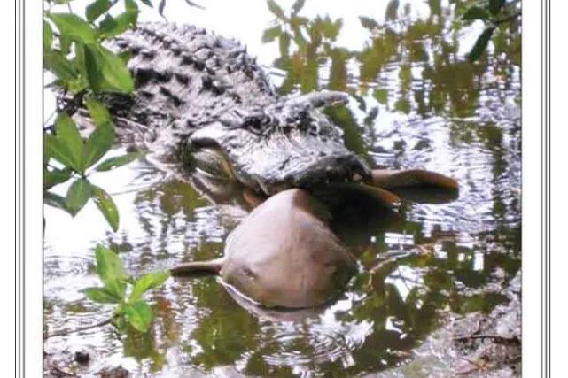 鳄鱼鲨鱼鲸鱼谁最厉害,鲨鱼和鳄鱼大战谁最厉害