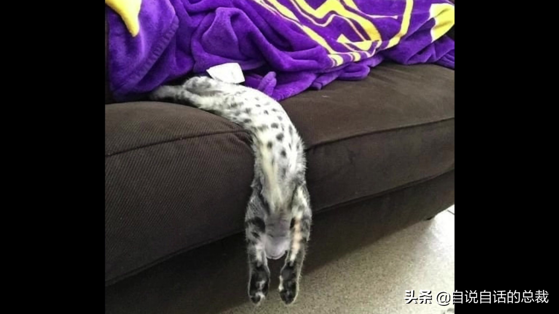 液体猫是真的吗,为什么都说猫咪是液体猫