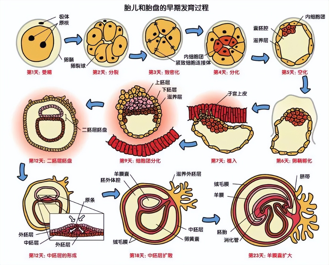 “人体胎盘”交易曝光，价格不菲！食用人类胎盘，滋补还是作死？