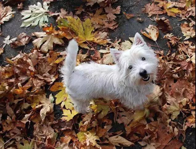 100多种名犬图片大全大图高清,100多种名犬图片大全大图