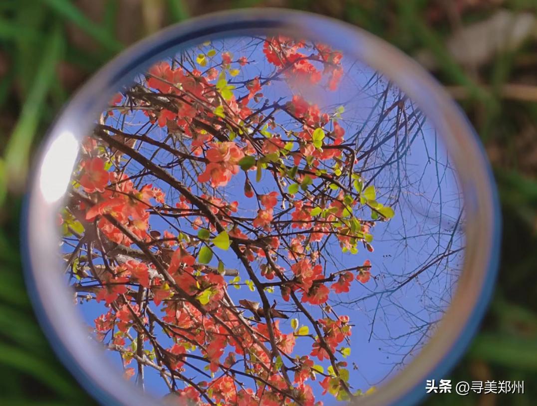 河南科技大学春景,河南科技职业大学校园春景