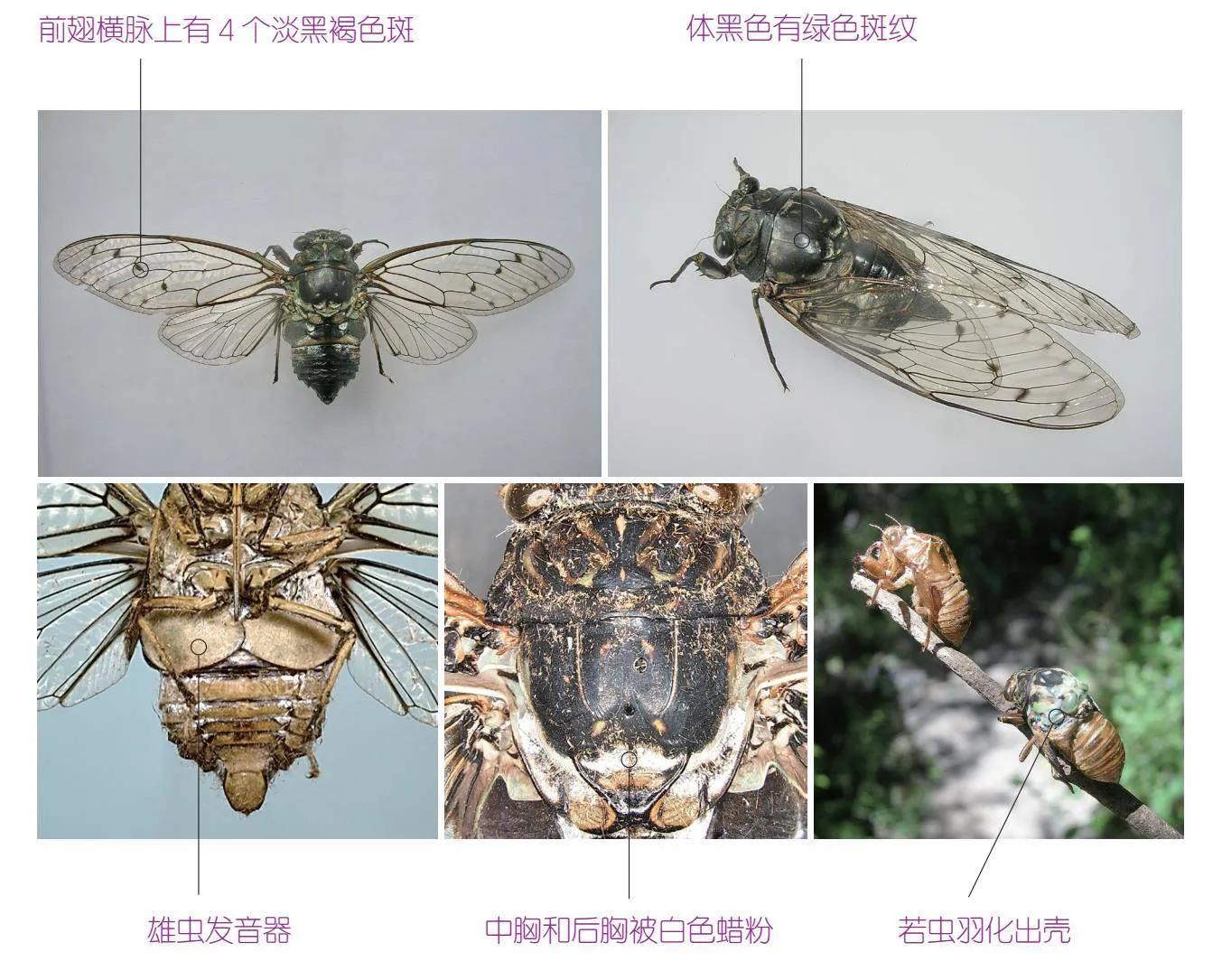 32种昆虫简介思维导图,32种食用植物