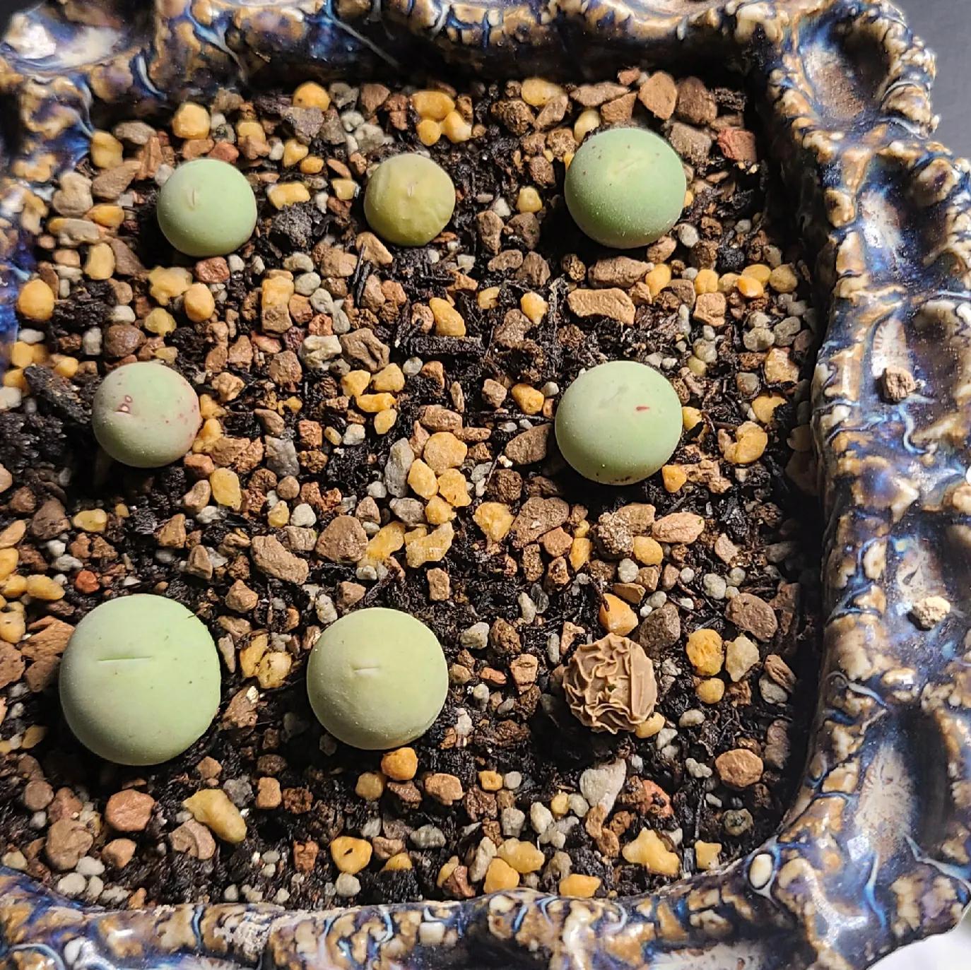 肉锥蜕皮要断水吗,肉锥什么时候蜕皮