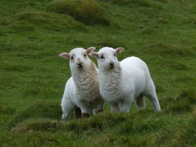羊吃另外一个羊的羊毛是缺什么,羊吃什么会掉毛