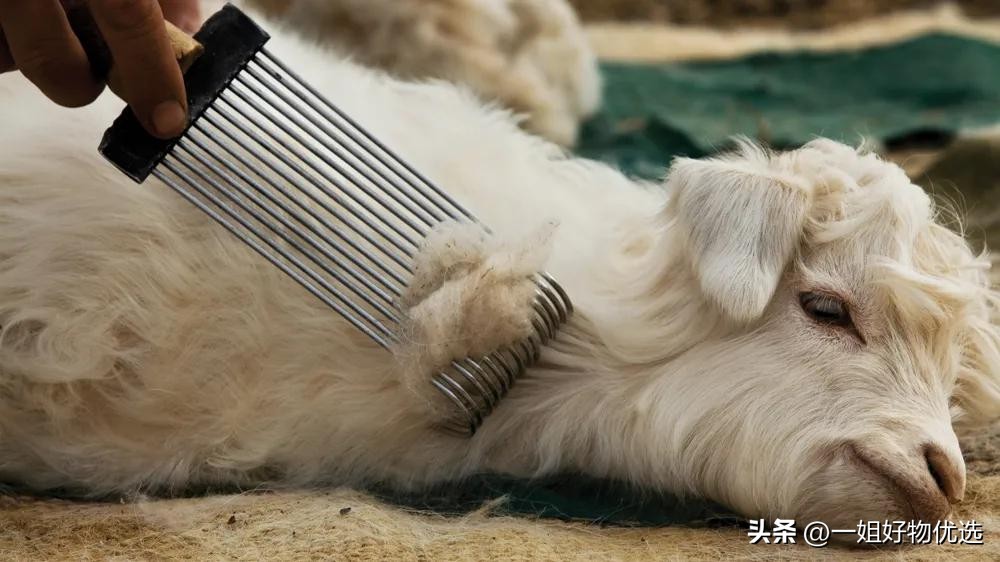 prada冬款羊绒围巾女,prada围巾意大利