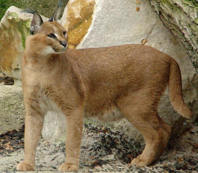 罕见的十大名猫品种有哪些,最受欢迎的十个猫品种