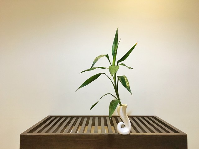 家里养富贵竹放哪个位置好,富贵竹摆放在家中什么地方最旺财