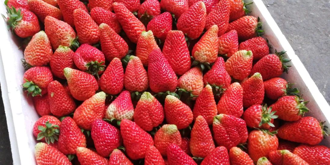 草莓打膨大剂和不打膨大剂的区别,吃了膨大剂的草莓有什么危害