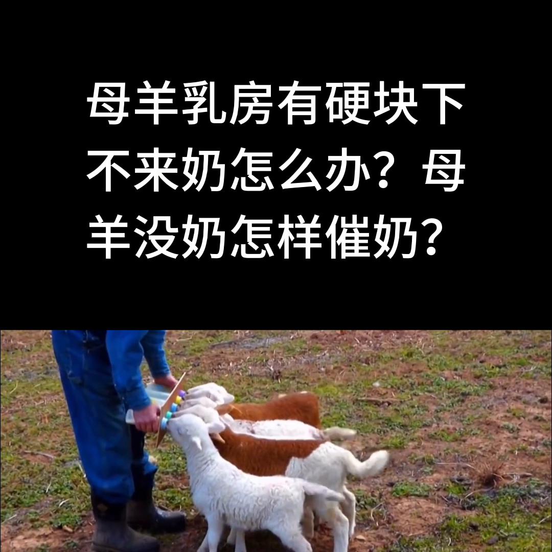 母羊奶有肿块不下奶怎么处理,母羊产后乳房有硬块不下奶怎么办