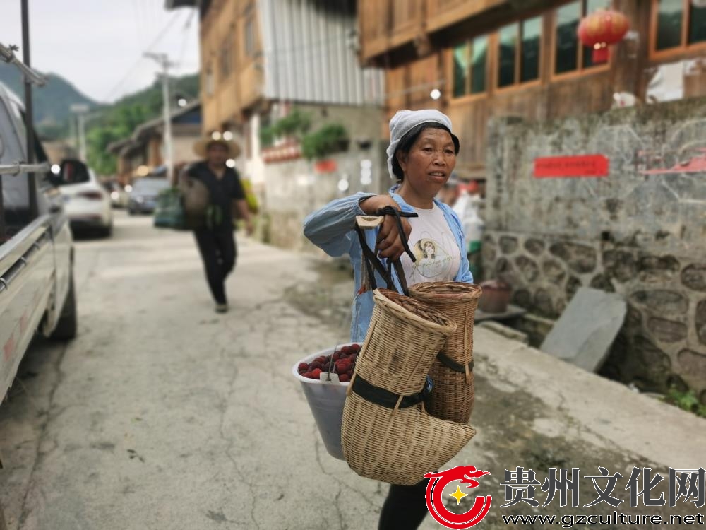 尚重镇绍洞村杨梅,黎平县杨梅种植基地