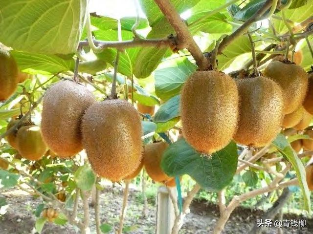 即食猕猴桃的缺点,猕猴桃为何不能即食