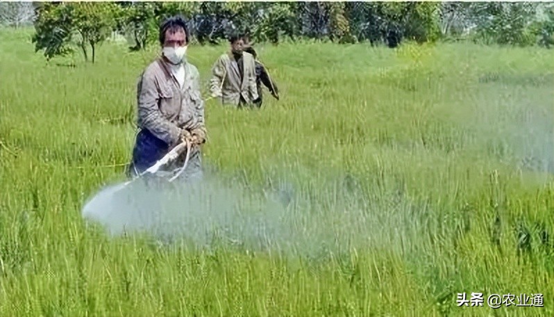 防治小麦蚜虫最佳药,邢台小麦蚜虫防治时间