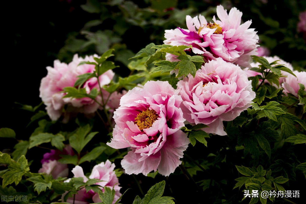 牡丹真国色花开时节动京城的意思,牡丹真国色花开时节动京城谁写的