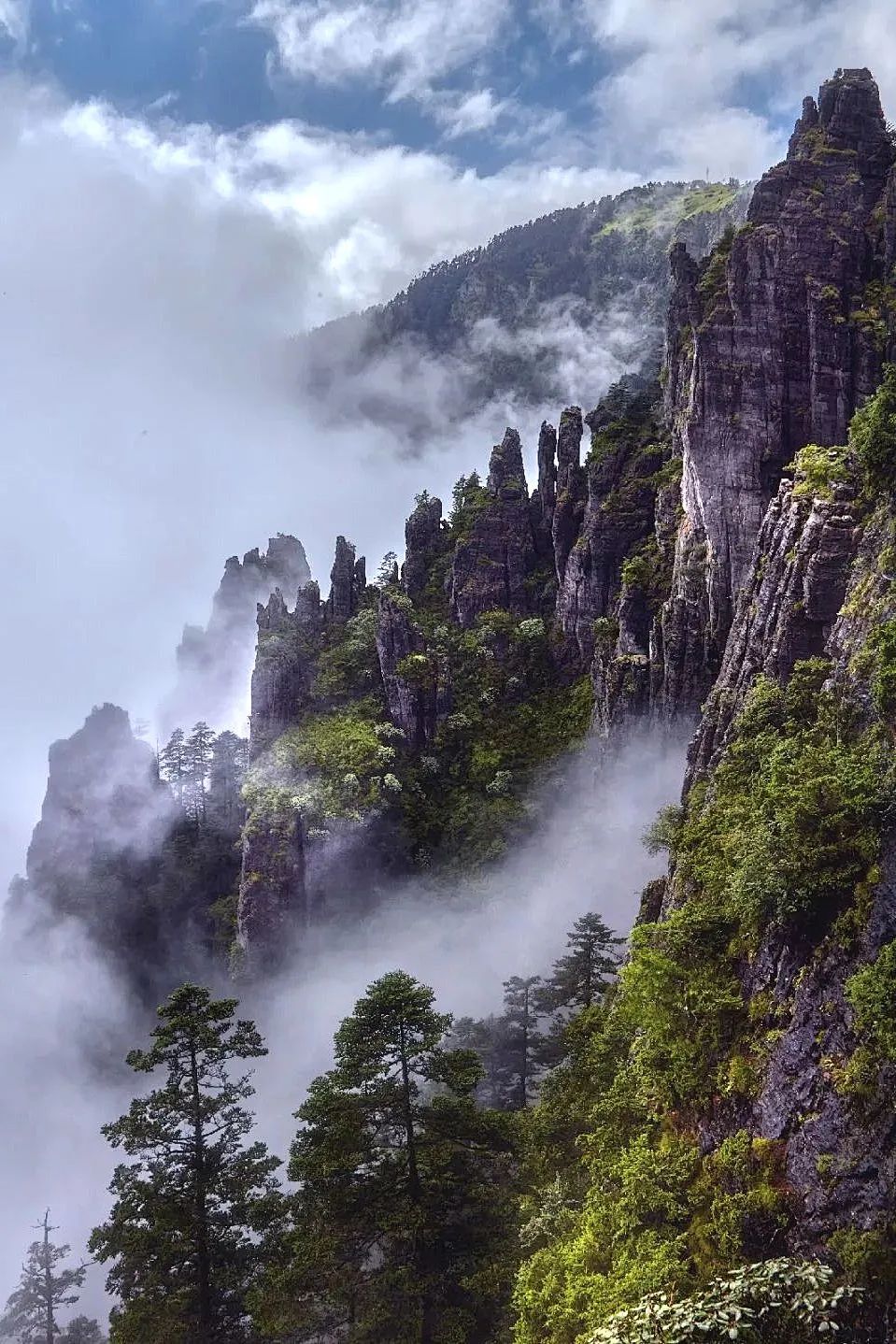 湖北有哪些红茶,湖北最受欢迎红茶