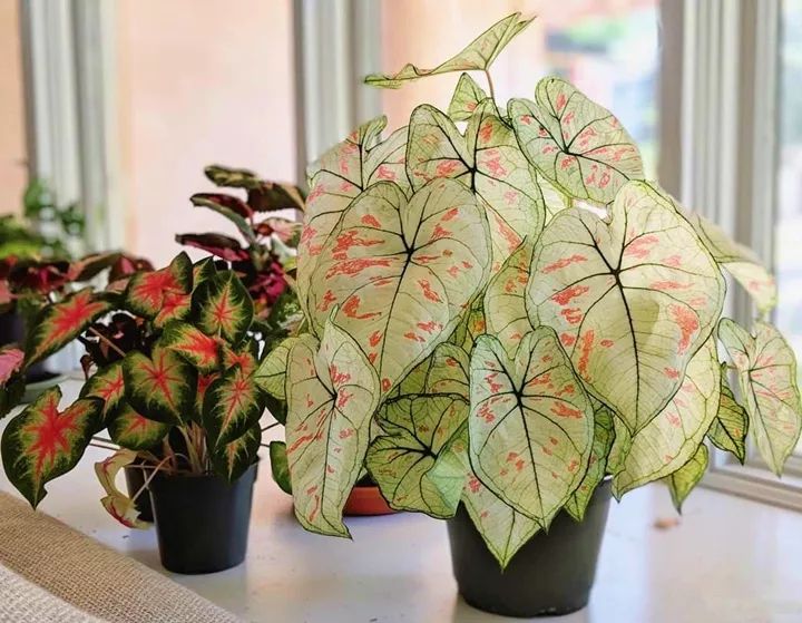 家里光照不足养的花,家里光照不足养什么植物