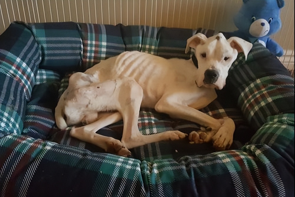 狗狗意外获得超能力从此走向巅峰,狗狗意外获得五环拥有了超能力