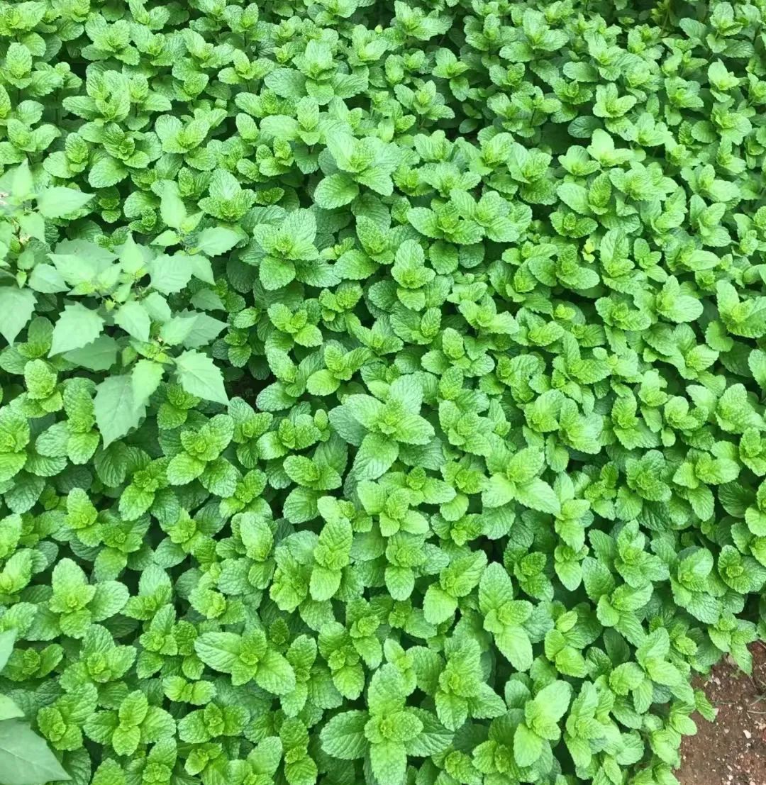 薄荷怎么养才能爆盆能晒太阳,一枝薄荷怎么养才能爆盆