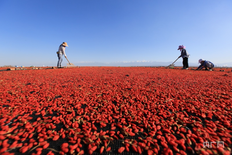 嘉峪关特产枸杞子,嘉峪关万亩枸杞