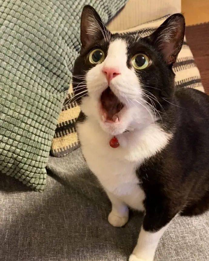 十大宠物猫排名英短,最受欢迎的猫咪前十宠物猫